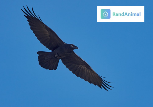 Ravens