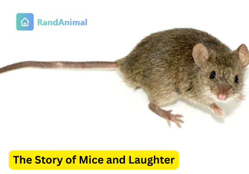 The Story of Mice and Laughter