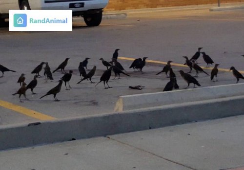 Crows
