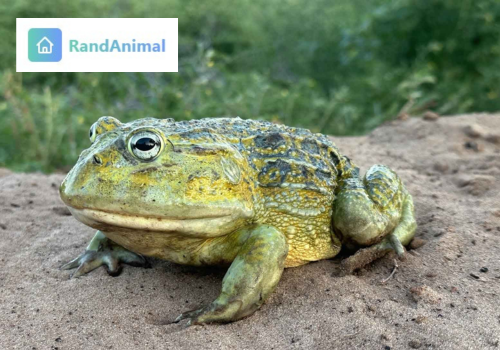 Bullfrogs