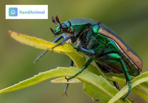 Figeater Beetle