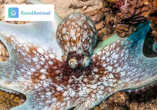 Tropical Octopus