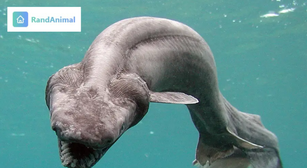 10 Deep Sea Animals That Look Like Aliens