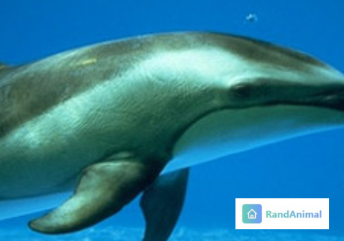Cetaceans