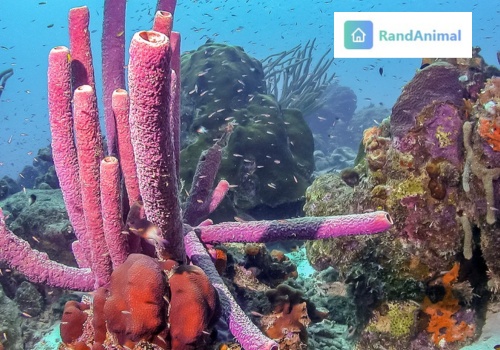 Sea Sponges