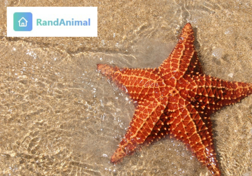 Star fish