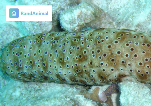 sea cucumbers
