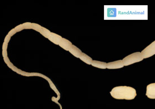 tapeworms