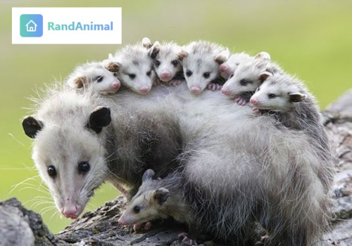 Virginia Opossum
