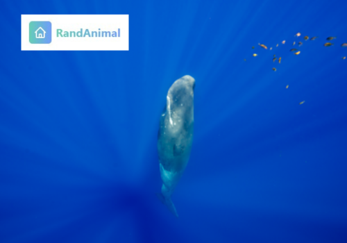 Which animal has never sleep