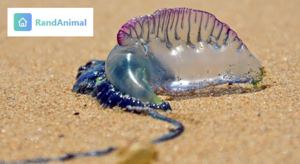 Which animal have no brain at all ?