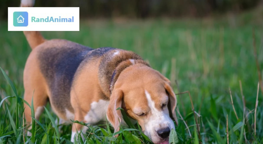 Why do dogs eat grass
