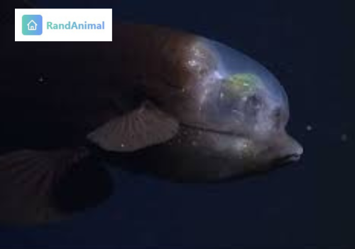 Barreleye Fish 