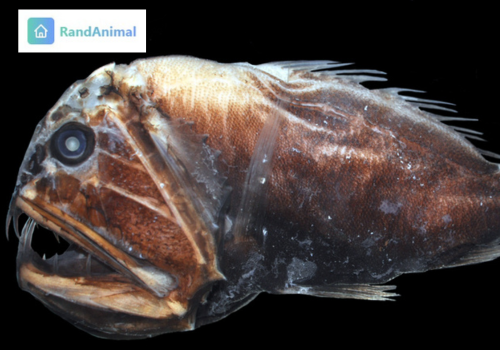 Fangtooth Fish