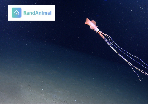 Bigfin Squid 