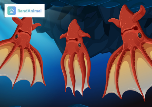 vampire squid