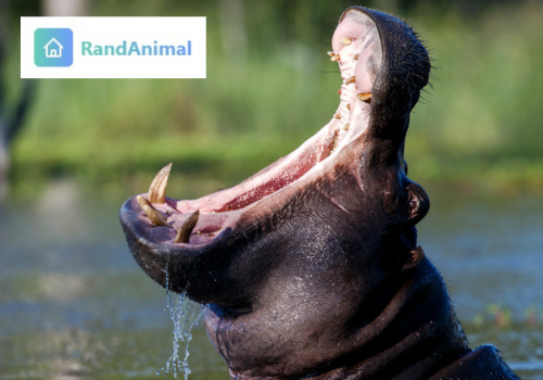 Animals with strongest bite 