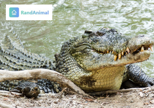 Saltwater Crocodile