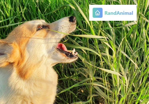 why do dogs eat grass