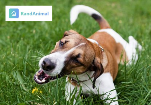 dogs eat grass