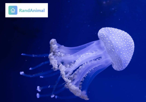 Giant Phantom Jellyfish