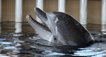 Sea animals