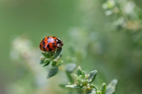 Insects
