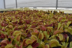 Venus Flytrap image